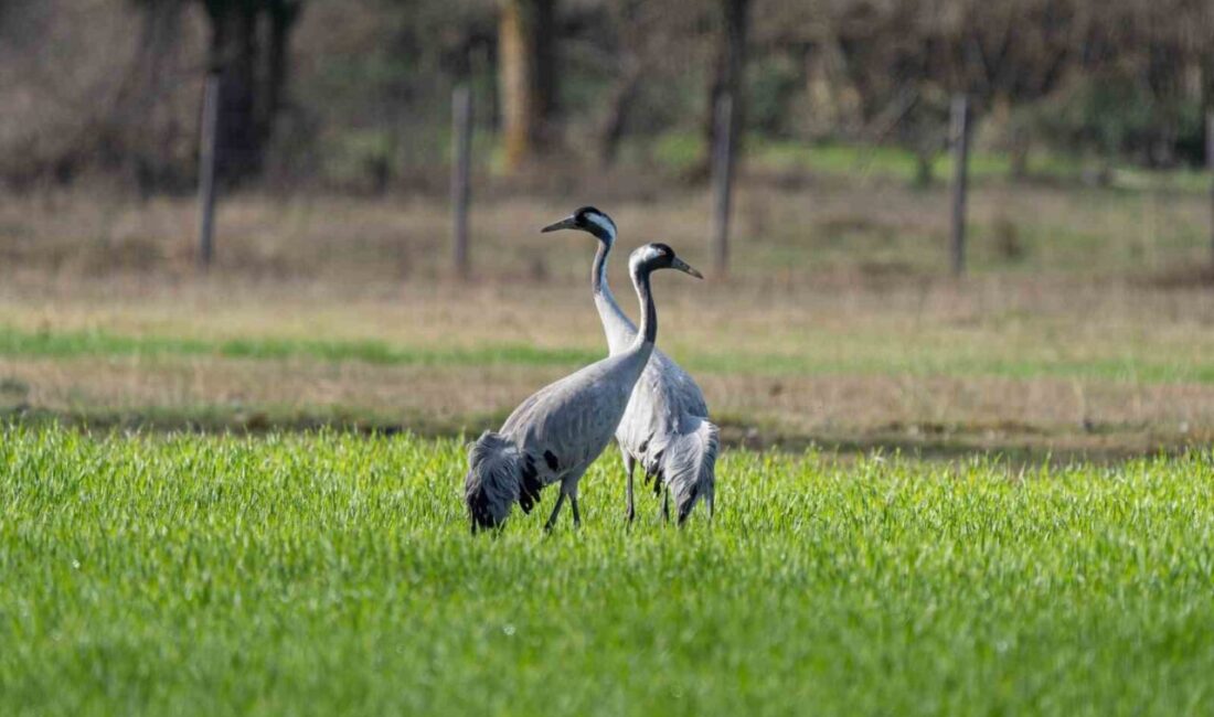 Doğanın zarif misafirleri olarak bilinen turna kuşlarının korunmasına yönelik çalışmalar