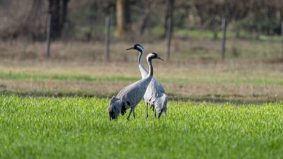 Doğanın zarif misafirleri olarak bilinen turna kuşlarının korunmasına yönelik çalışmalar