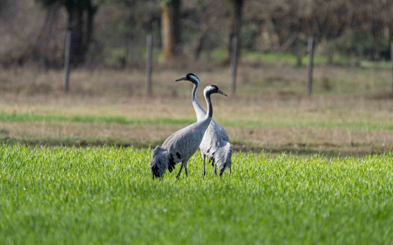 Doğanın zarif misafirleri olarak bilinen turna kuşlarının korunmasına yönelik çalışmalar
