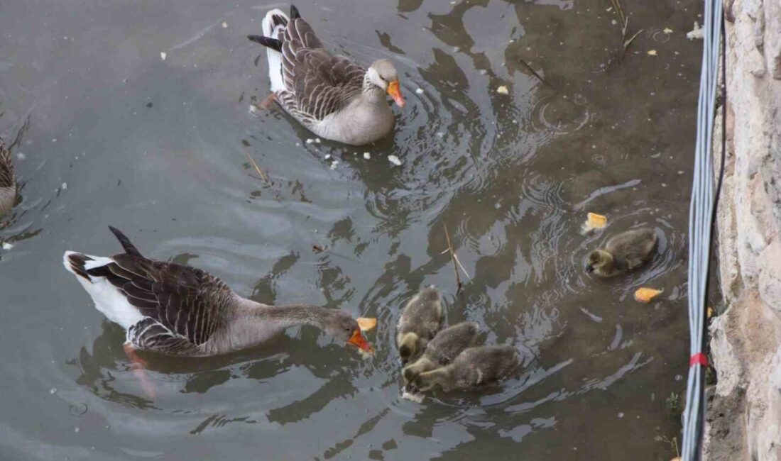 Amasya’da 4 küçük kaz yavrusu Yeşilırmak Nehri’nin maskotu oldu. Sevimli