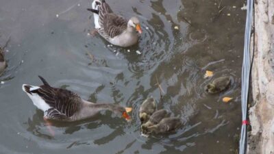 Amasya’da 4 küçük kaz yavrusu Yeşilırmak Nehri’nin maskotu oldu. Sevimli