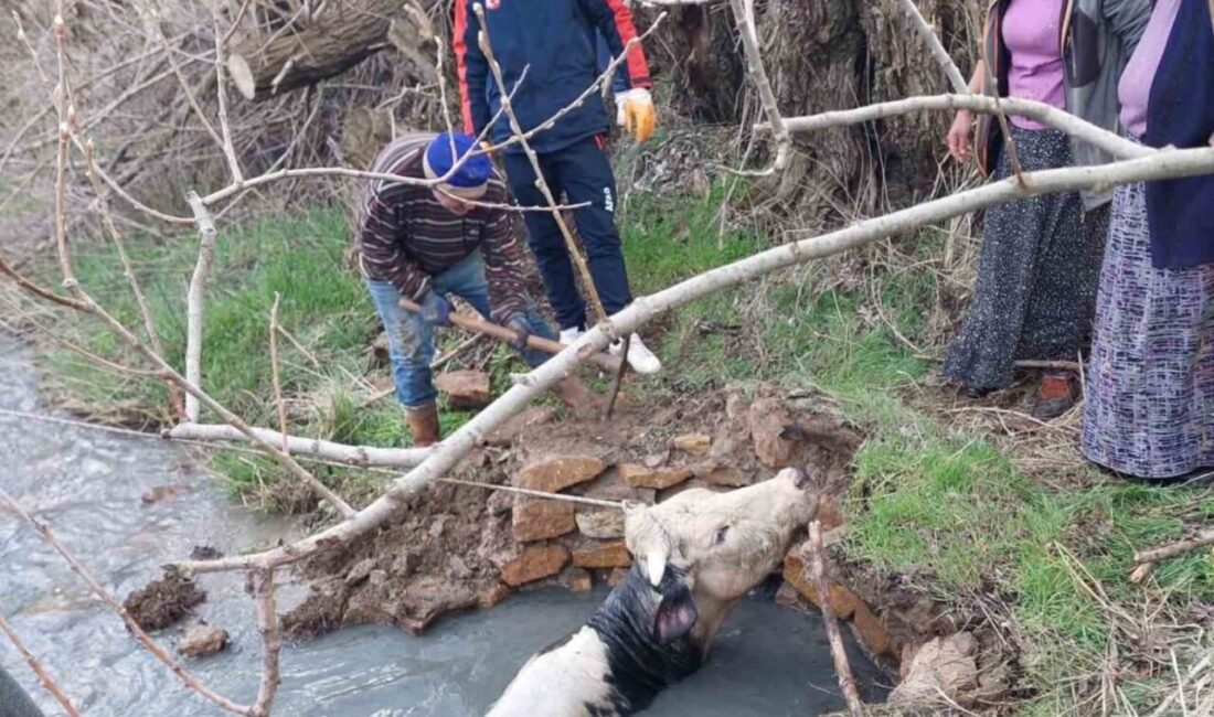 Yozgat’ta kuyuya düşen büyükbaş, AFAD ekiplerince kurtarıldı. Sarıhacılı Mahallesi’nde bir