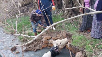 Yozgat’ta kuyuya düşen büyükbaş, AFAD ekiplerince kurtarıldı. Sarıhacılı Mahallesi’nde bir