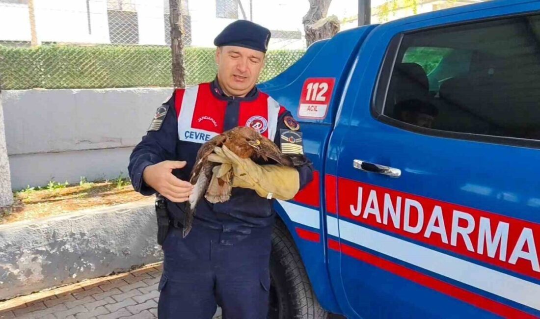 Yozgat’ın Boğazlıyan ilçesinde bulunan yaralı şahin koruma altına alındı. Boğazlıyan