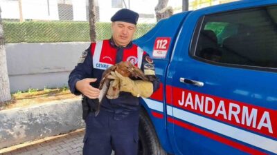 Yozgat’ın Boğazlıyan ilçesinde bulunan yaralı şahin koruma altına alındı. Boğazlıyan