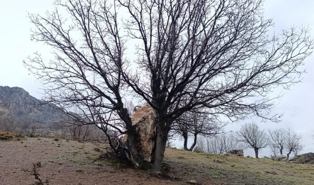 Adıyaman’da yamaçtan koparak yuvarlanan büyük bir kaya parçası, bir ağaca