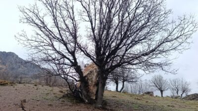 Adıyaman’da yamaçtan koparak yuvarlanan büyük bir kaya parçası, bir ağaca