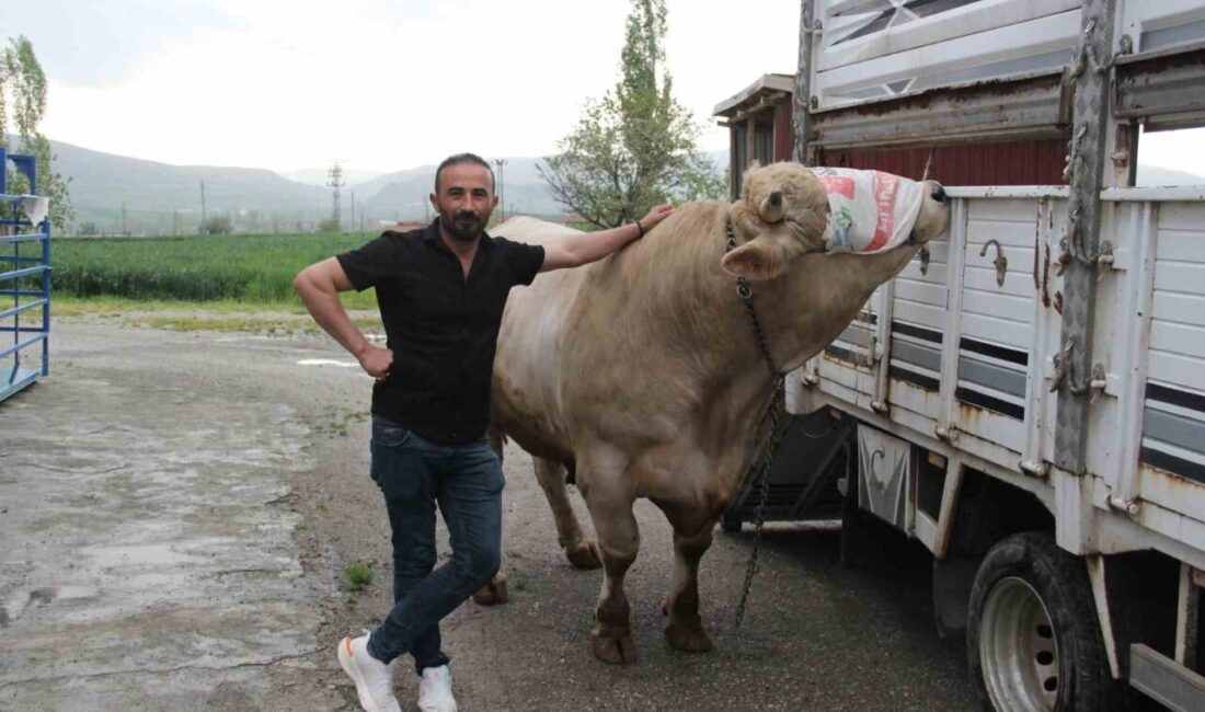 Çorum’da kurbanlık hayvan yetiştiriciliği yapılan çiftlikte, “Genco” adı verilen 1