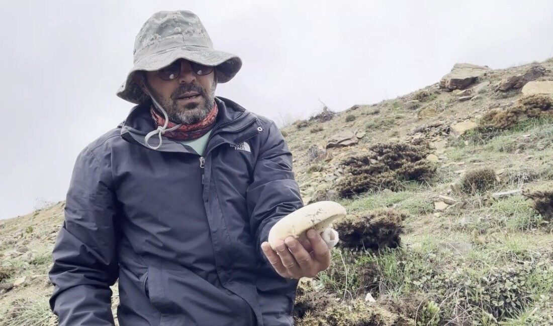 Erzincan’da yüksek rakımlı dağlarda kendiliğinden yetişen “çaşır” mantarı, pazarda kilogramı