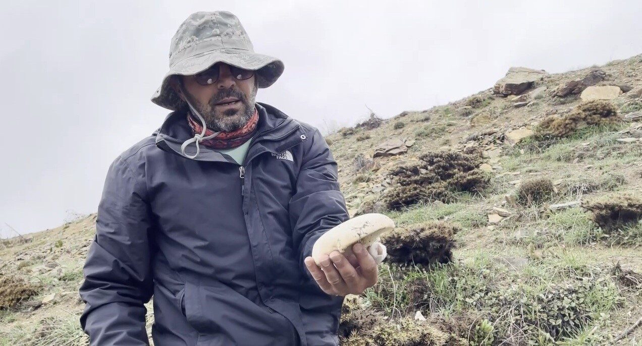 Erzincan’da yüksek rakımlı dağlarda kendiliğinden yetişen “çaşır” mantarı, pazarda kilogramı