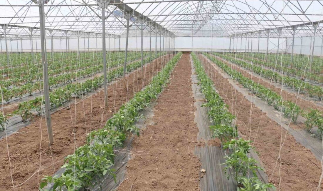 Erzincan’da modern seracılık faaliyetleri kapsamında Yeniköy’de bulunan 23 dekarlık serada