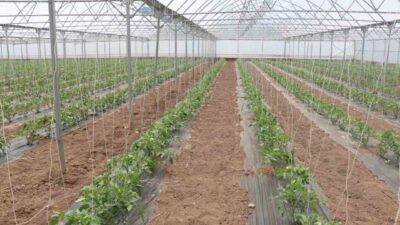 Erzincan’da modern seracılık faaliyetleri kapsamında Yeniköy’de bulunan 23 dekarlık serada