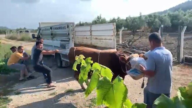 Bursa’nın Mudanya ilçesinde kamyonetten indirilen kurbanlık boğa, sahiplerine zor anlar