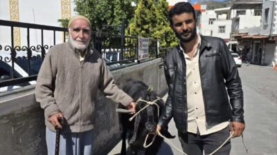 Diyarbakır’ın Çermik ilçesinde kurbanlık telaşı devam ederken, bir besici 70