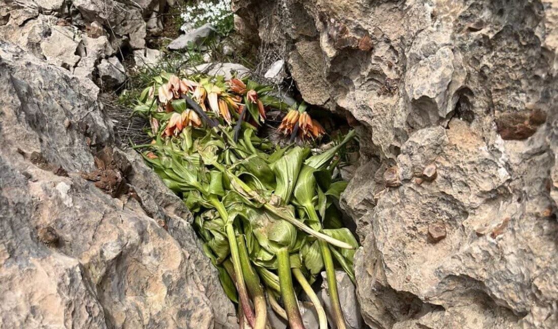 Adıyaman’da, kimliği belirsiz şahıs yada şahıslar zarar verilmesi sonucu 700