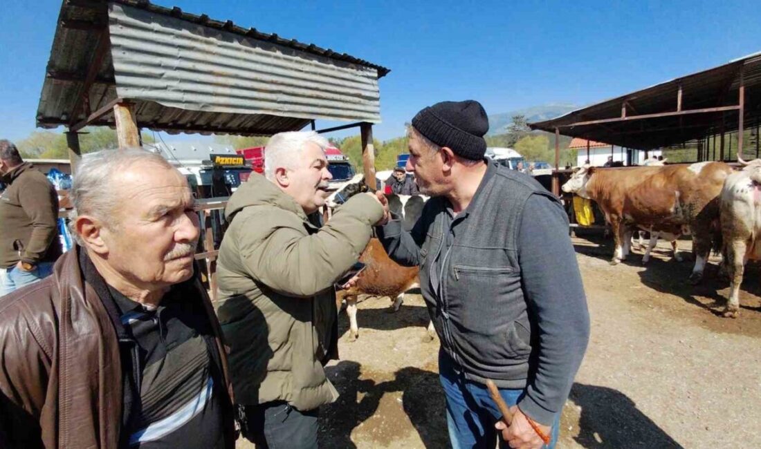 Bolu’nun Mudurnu ilçesinde kurulan hayvan pazarında, 704 kilogram ağırlığındaki kurbanlık