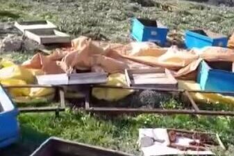 Sivas’ta kış uykusundan uyanan bir ayı, arı kovanlarına saldırdı. Yaklaşık