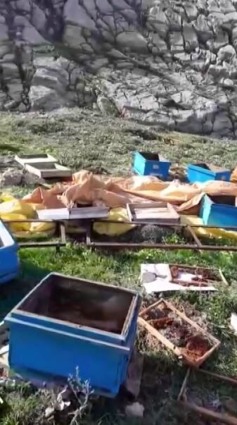 Sivas’ta kış uykusundan uyanan bir ayı, arı kovanlarına saldırdı. Yaklaşık
