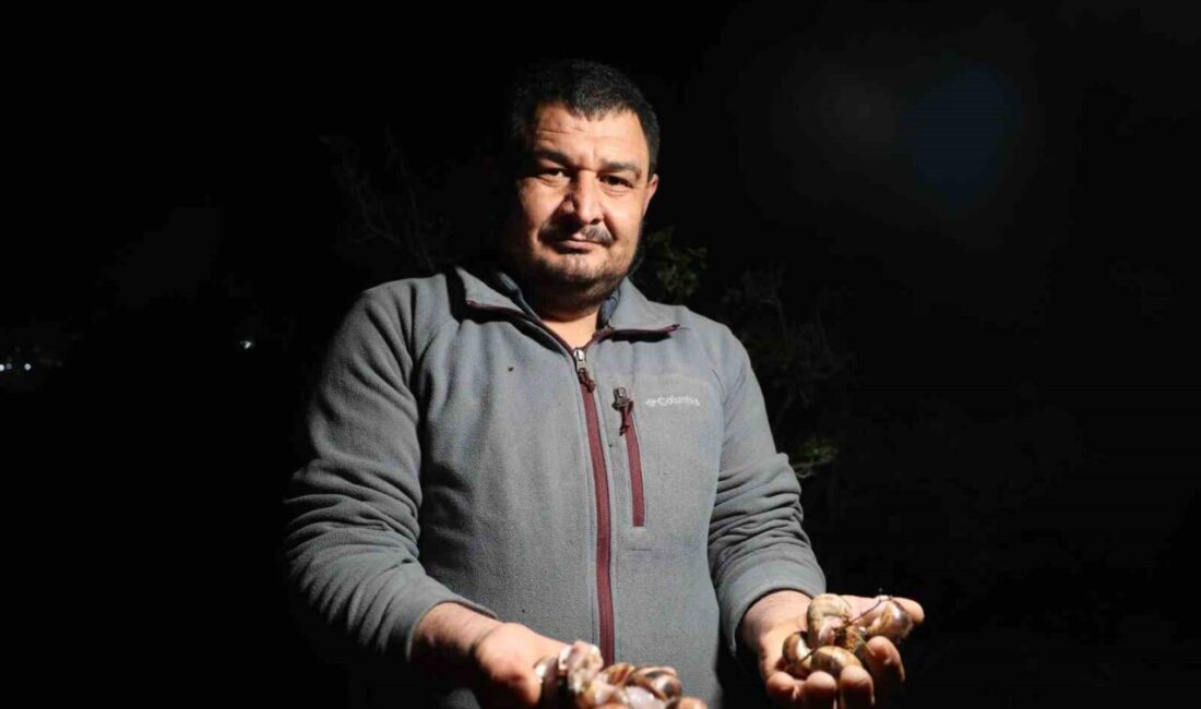 Adana’nın Kozan ilçesinde bahar yağmurlarının ardından ortaya çıkan kara salyangozları,