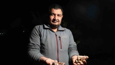 Adana’nın Kozan ilçesinde bahar yağmurlarının ardından ortaya çıkan kara salyangozları,