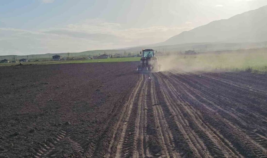 Bitlis’in Adilcevaz ilçesindeki çiftçiler, havaların ısınmasıyla birlikte şeker pancarı ekimine