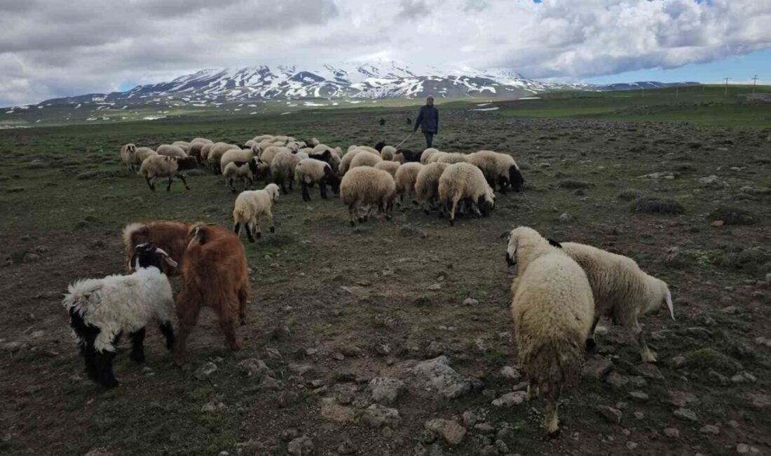 Bitlis’in Adilcevaz ilçesinde havaların ısınmasıyla birlikte besiciler, sürülerini yüksek rakımlı