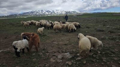 Bitlis’in Adilcevaz ilçesinde havaların ısınmasıyla birlikte besiciler, sürülerini yüksek rakımlı