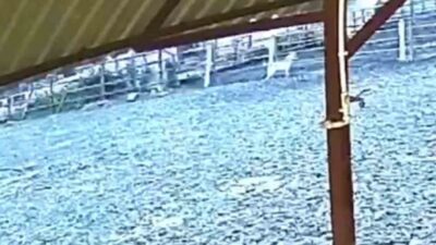 Sakarya’nın Kocaali ilçesinde sabahın erken saatlerinde çitleri aşarak ağıla giren