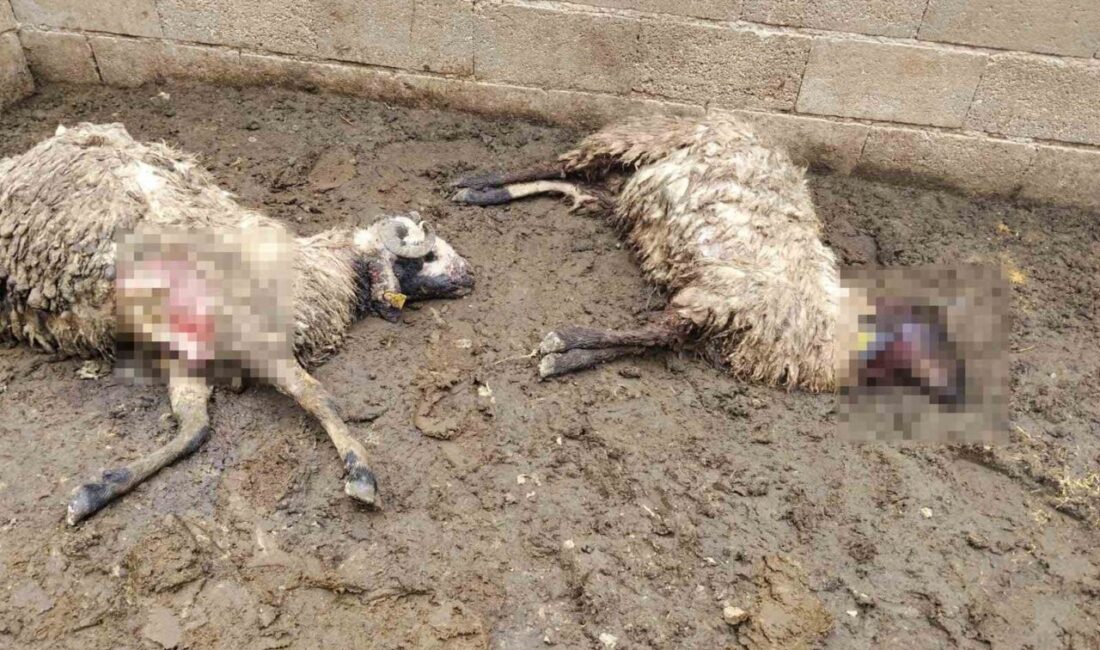 Şanlıurfa’nın Birecik ilçesinde kurbanlık küçükbaş hayvanların tutulduğu ağıla giren kurt,
