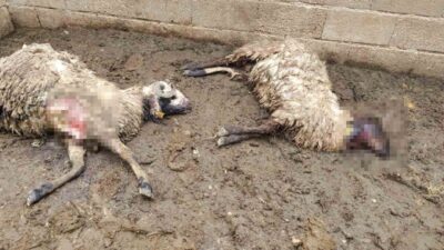 Şanlıurfa’nın Birecik ilçesinde kurbanlık küçükbaş hayvanların tutulduğu ağıla giren kurt,