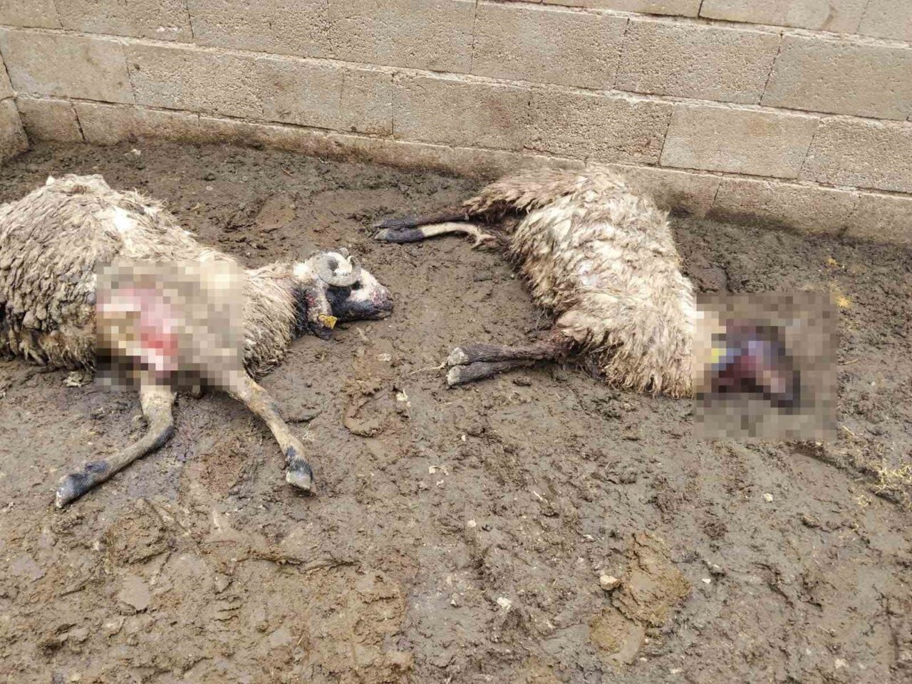 Şanlıurfa’nın Birecik ilçesinde kurbanlık küçükbaş hayvanların tutulduğu ağıla giren kurt,