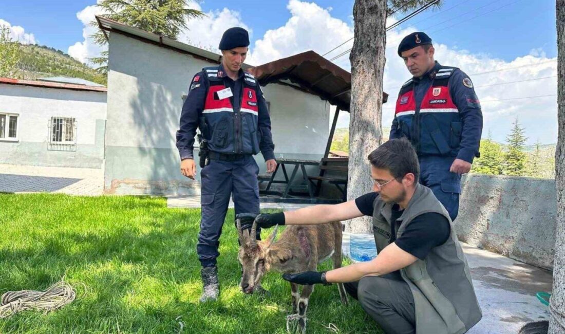 Elazığ’ın Ağın ilçesinde jandarma ekipleri tarafından yaralı halde bulunan bir