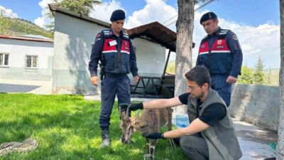 Elazığ’ın Ağın ilçesinde jandarma ekipleri tarafından yaralı halde bulunan bir