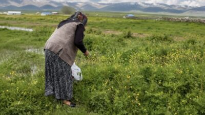 Ağrı merkeze bağlı Yazılı Köyü’nde baharın gelmesiyle birlikte vatandaşlar, doğada