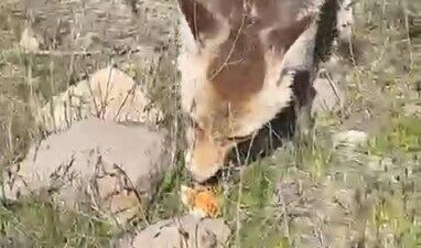 Bitlis’in Ahlat ilçesinde kırsalda piknik yapan bir vatandaş, yanına gelen