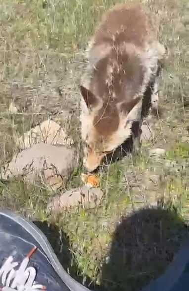 Bitlis’in Ahlat ilçesinde kırsalda piknik yapan bir vatandaş, yanına gelen