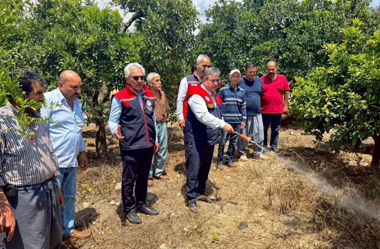 Mersin’de tarımsal üretimi tehdit eden Akdeniz meyve sineğine karşı yürütülen