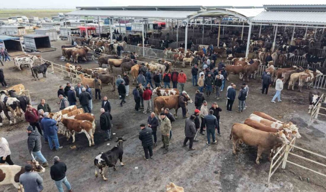 Aksaray’da yaklaşan Kurban Bayramı öncesi küçük ve büyükbaş hayvanlar, hayvan