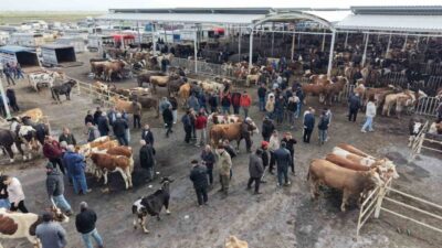 Aksaray’da yaklaşan Kurban Bayramı öncesi küçük ve büyükbaş hayvanlar, hayvan