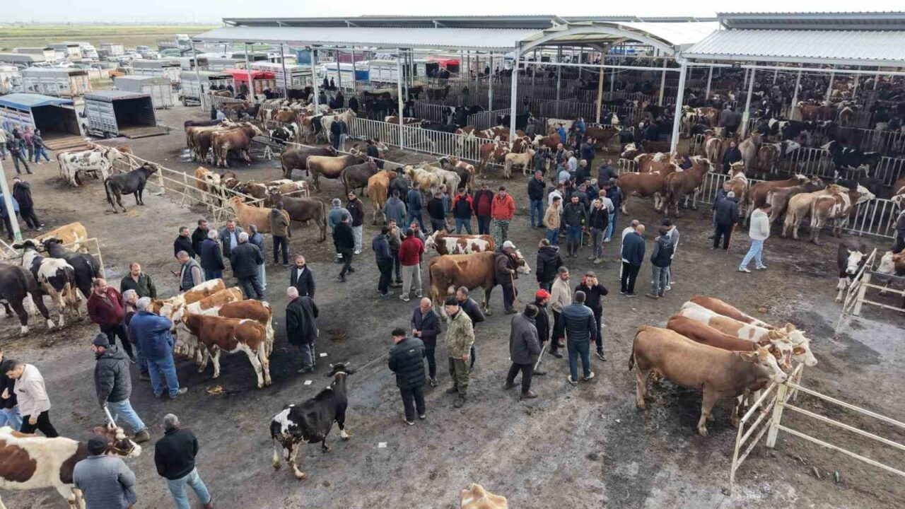 Aksaray’da yaklaşan Kurban Bayramı öncesi küçük ve büyükbaş hayvanlar, hayvan
