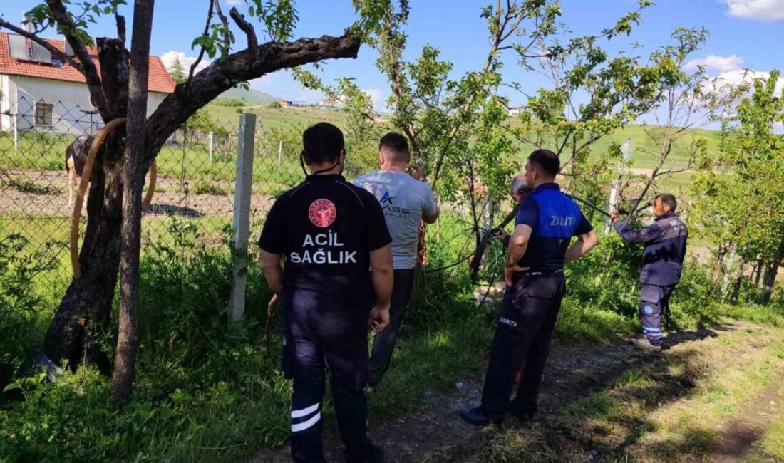 Ankara’nın Akyurt ilçesinde ahırdan kaçan kurbanlık, ekiplerin uzun uğraşları sonucu