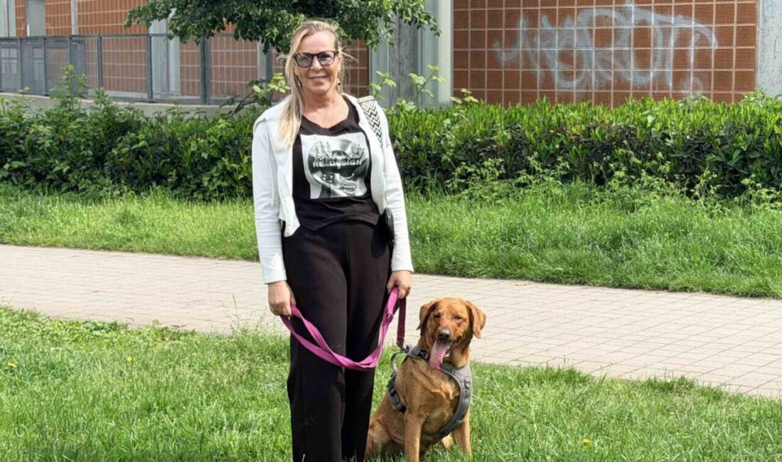 Almanya’da köpek sahipleri, hayvanlarının neden olabileceği maddi ve fiziksel zararlara