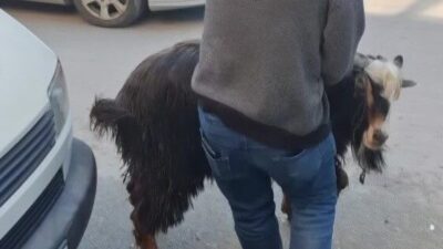 Amasya’da kurbanlık keçi, sahibinin elinden kaçtı. Firari keçi uzun uğraşlar