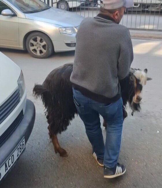 Amasya’da kurbanlık keçi, sahibinin elinden kaçtı. Firari keçi uzun uğraşlar