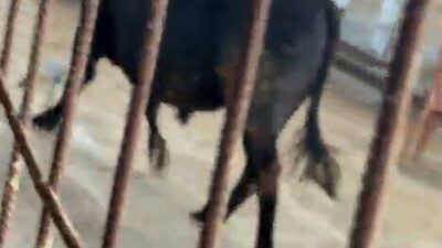 Ankara’da satıcılarının elinden kurtularak kaçmaya çalışan kurbanlık dana kendisini yakalamak