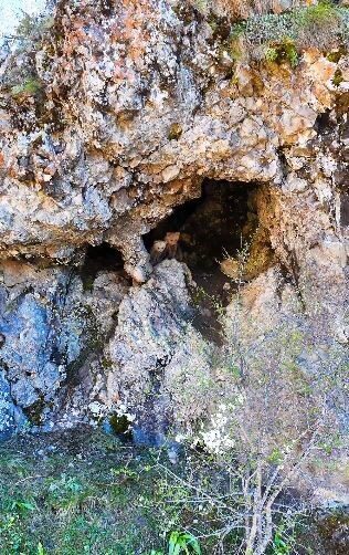 Artvin’in Şavşat ilçesinde anne ayı ve yavruları inlerinde dronla görüntülenirken,