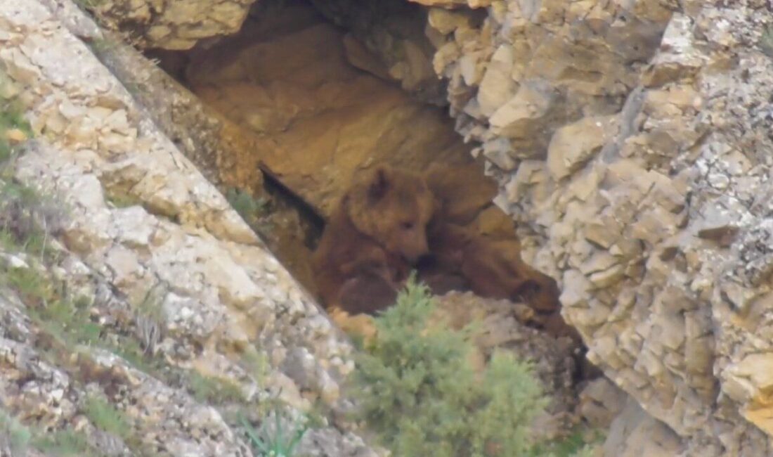 Tunceli’nin Pülümür ilçesinde bir anne ayı, yavrularını emzirdikten sonra mağarada