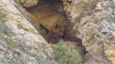 Tunceli’nin Pülümür ilçesinde bir anne ayı, yavrularını emzirdikten sonra mağarada