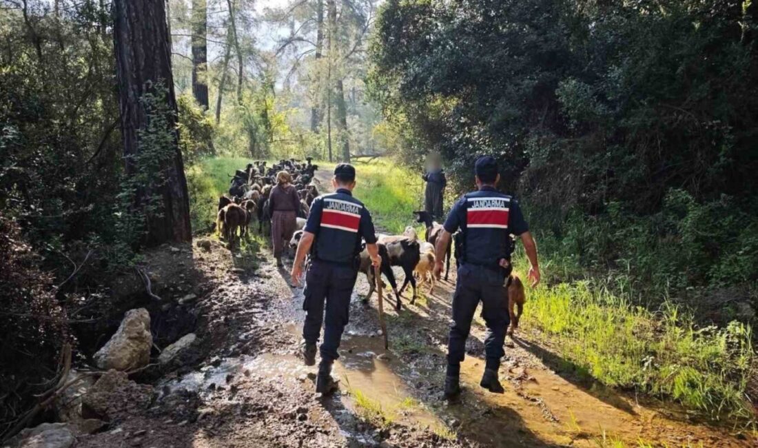 Antalya’nın Kumluca ilçesinde sürüden ayrılıp kaybolan 41 keçi, jandarma ekipleri