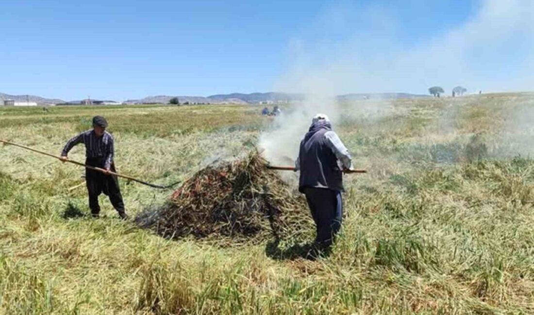 Gaziantep’in Araban ilçesinde yeşil buğday başaklarının hasat edildikten sonra geleneksel
